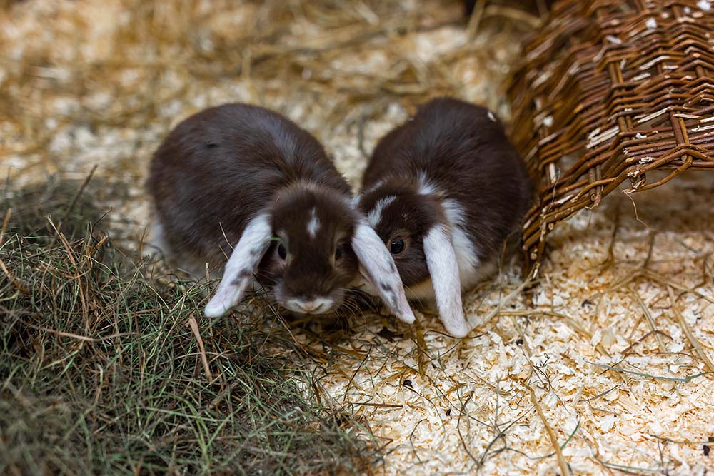 kaniner på gustavsbergs zoo
